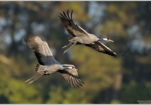 Grauer Kranich (Grus grus)