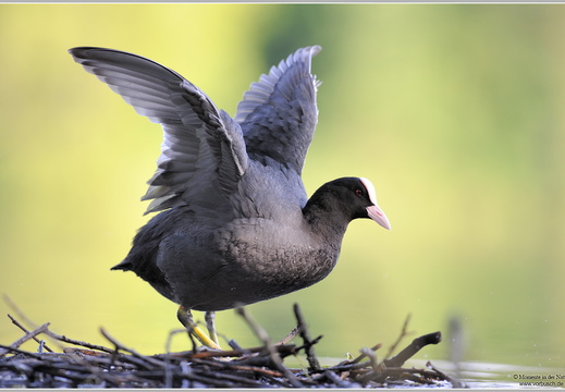 Blässhuhn (Fulica atra)