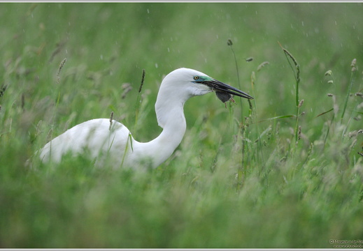 Silberreiher (Casmerodius albus)