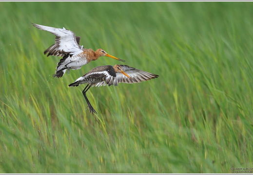 Uferschnepfe (Limosa limosa)