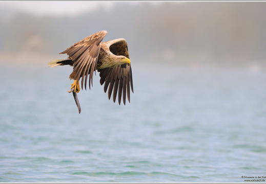 Seeadler (Haliaeetus albicilla)
