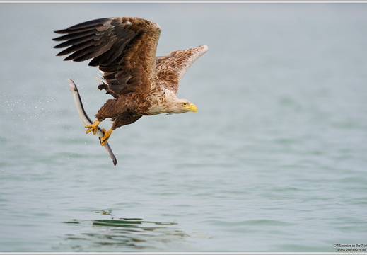 Seeadler (Haliaeetus albicilla)