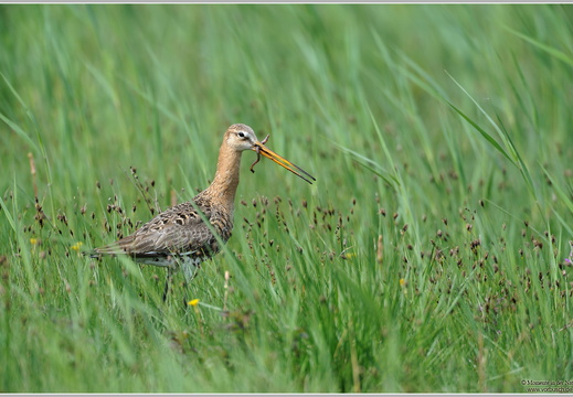 Uferschnepfe (Limosa limosa)