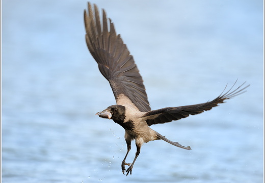 Nebelkrähe (Corvus corone cornix)