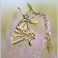 Schwalbenschwanz-(Papilio-machaon)7.jpg