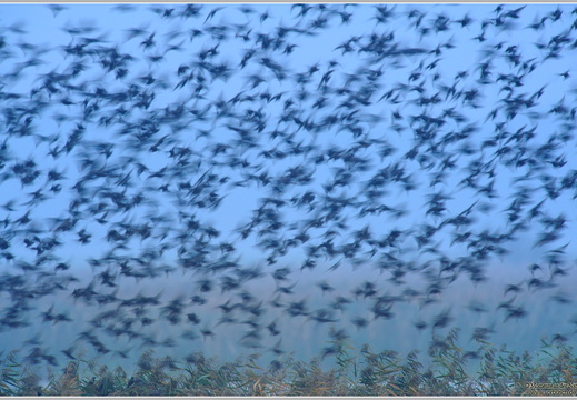Star (Sturnus vulgaris) 