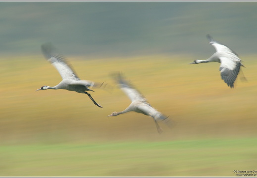 Grauer Kranich (Grus grus)