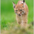 Luchs-(Lynx-Iynx)29.jpg