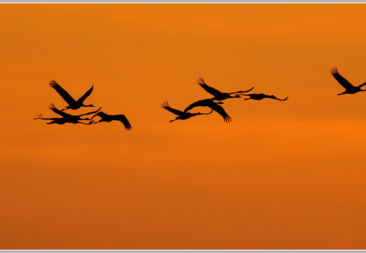 Grauer Kranich (Grus grus)