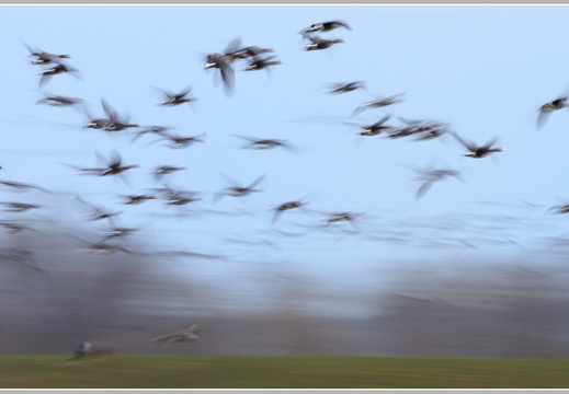 Flugbetrieb -  Blässgans (Anser albifrons)
