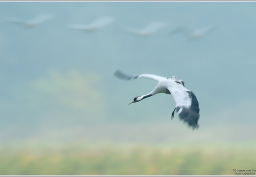 Grauer Kranich (Grus grus)