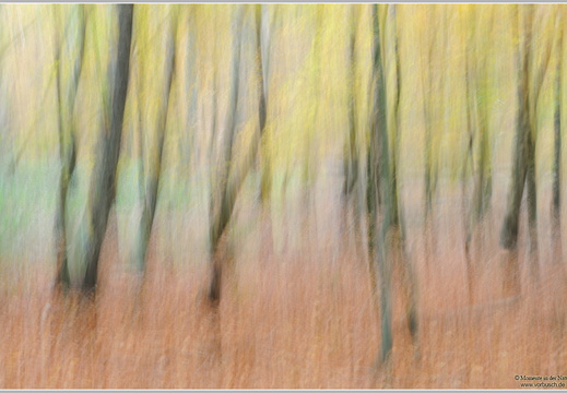 Herbstwald