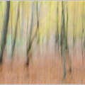 Herbstwald2.jpg