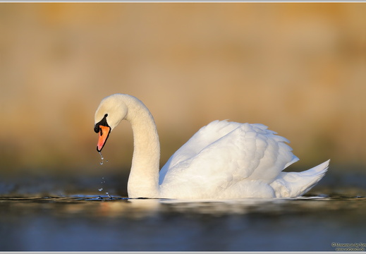 Höckerschwan (Cygnus olor)