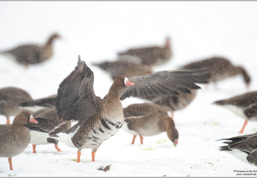 Blässgans (Anser albifrons)