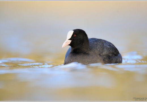 Blässhuhn (Fulica atra)