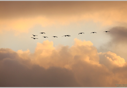 Blässgans (Anser albifrons)