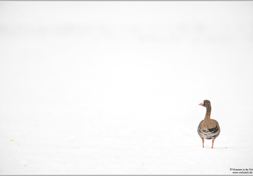 Blässgans (Anser albifrons)