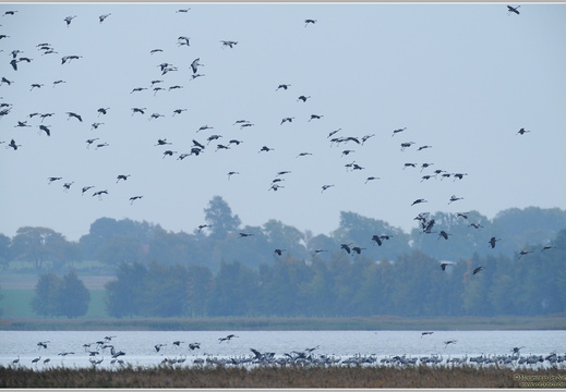 Grauer Kranich (Grus grus)