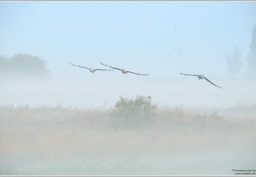 Grauer Kranich (Grus grus)