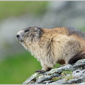Alpenmurmeltier-(Marmota-marmota)12.jpg