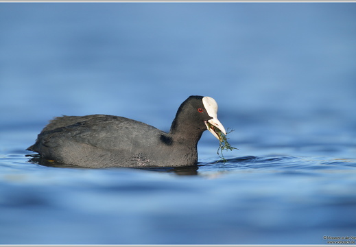Blässhuhn (Fulica atra)