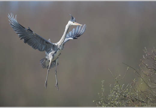 Graureiher (Ardea cinerea)