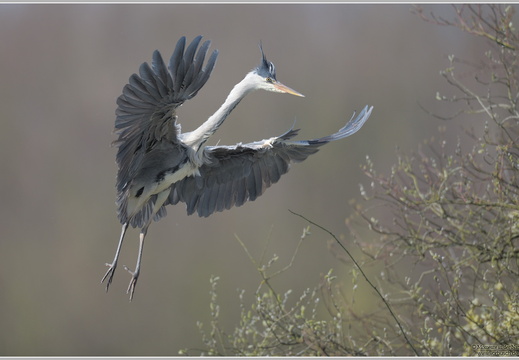 Graureiher (Ardea cinerea)