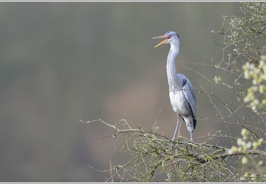 Graureiher (Ardea cinerea)