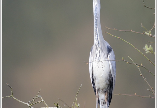 Graureiher (Ardea cinerea)