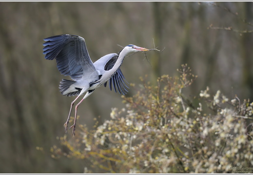 Graureiher (Ardea cinerea)