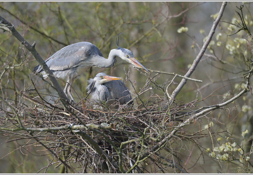 Graureiher (Ardea cinerea)