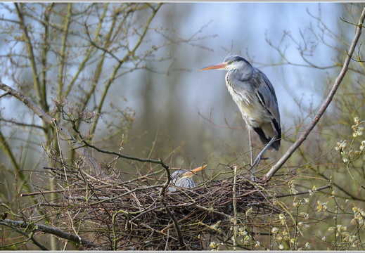 Graureiher (Ardea cinerea)