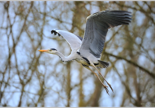 Graureiher (Ardea cinerea)