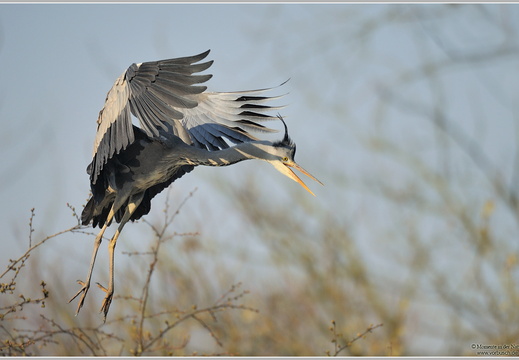 Graureiher (Ardea cinerea)