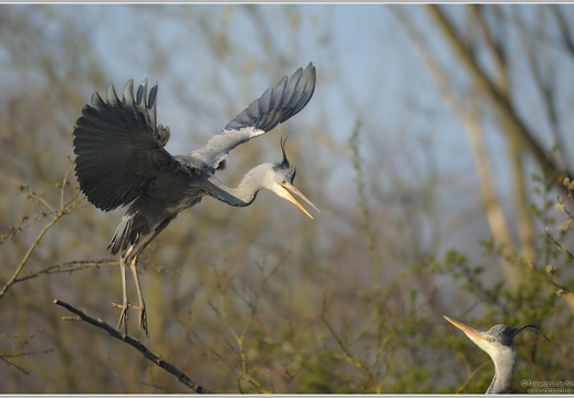 Graureiher (Ardea cinerea)