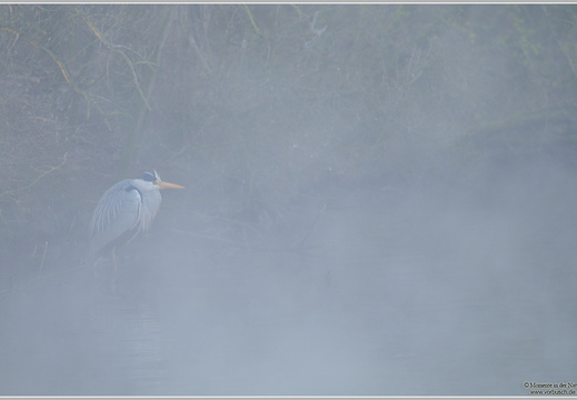 Graureiher (Ardea cinerea)