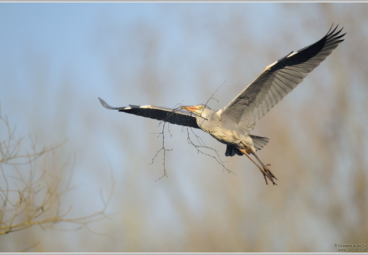Graureiher (Ardea cinerea)