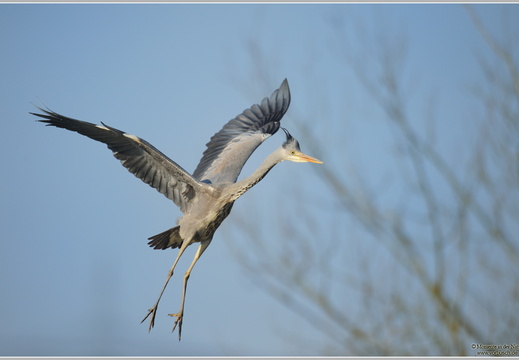Graureiher (Ardea cinerea)