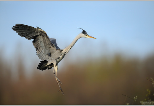 Graureiher (Ardea cinerea)