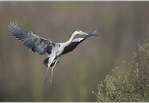 Graureiher (Ardea cinerea)