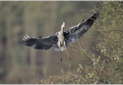Graureiher (Ardea cinerea)