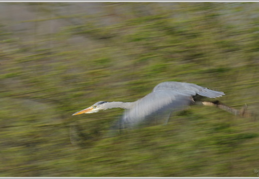 Graureiher (Ardea cinerea)
