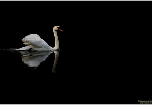 Höckerschwan (Cygnus olor)