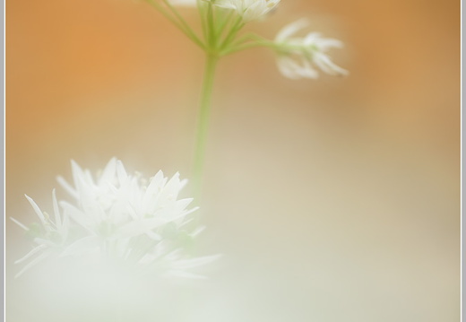 Bärlauch (Allium ursinum)