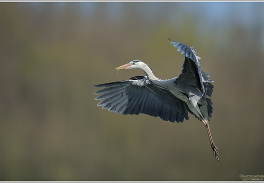 Graureiher (Ardea cinerea)