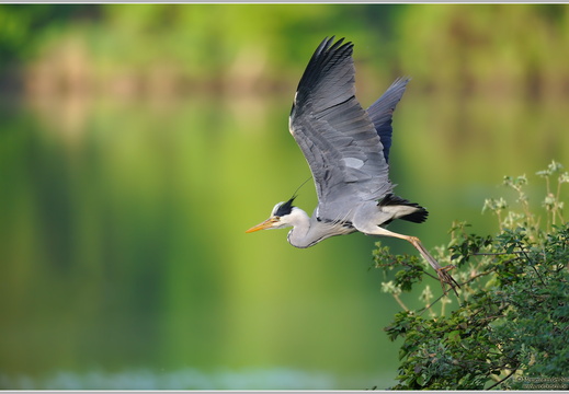Graureiher (Ardea cinerea)