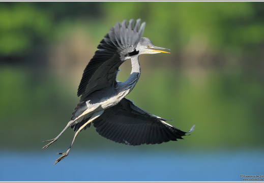 Graureiher (Ardea cinerea)