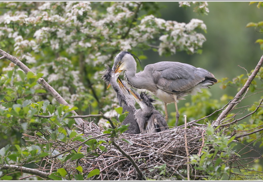 Graureiher (Ardea cinerea)