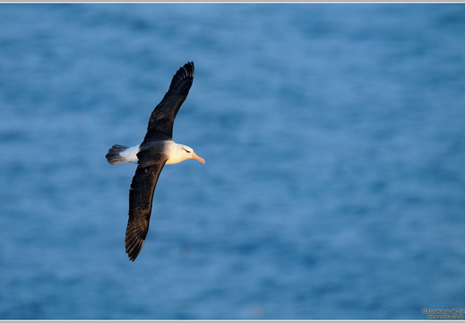 Schwarzbrauenalbatros (Thalassarche melanophris)